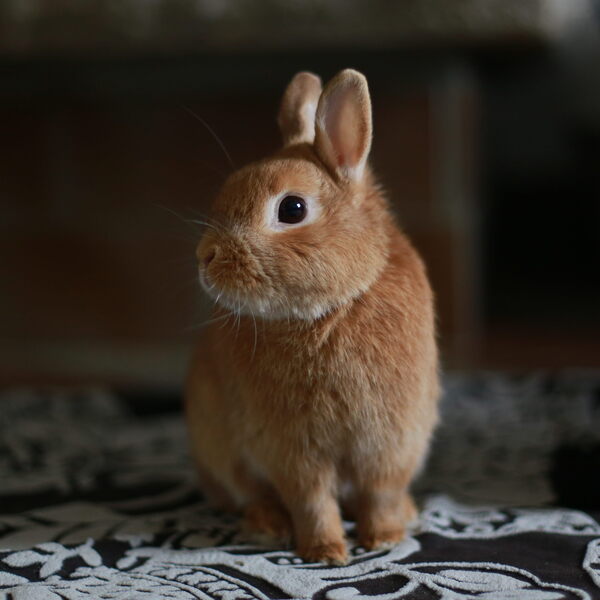 Ma mascotte-Mon petit Lapin- Accueil